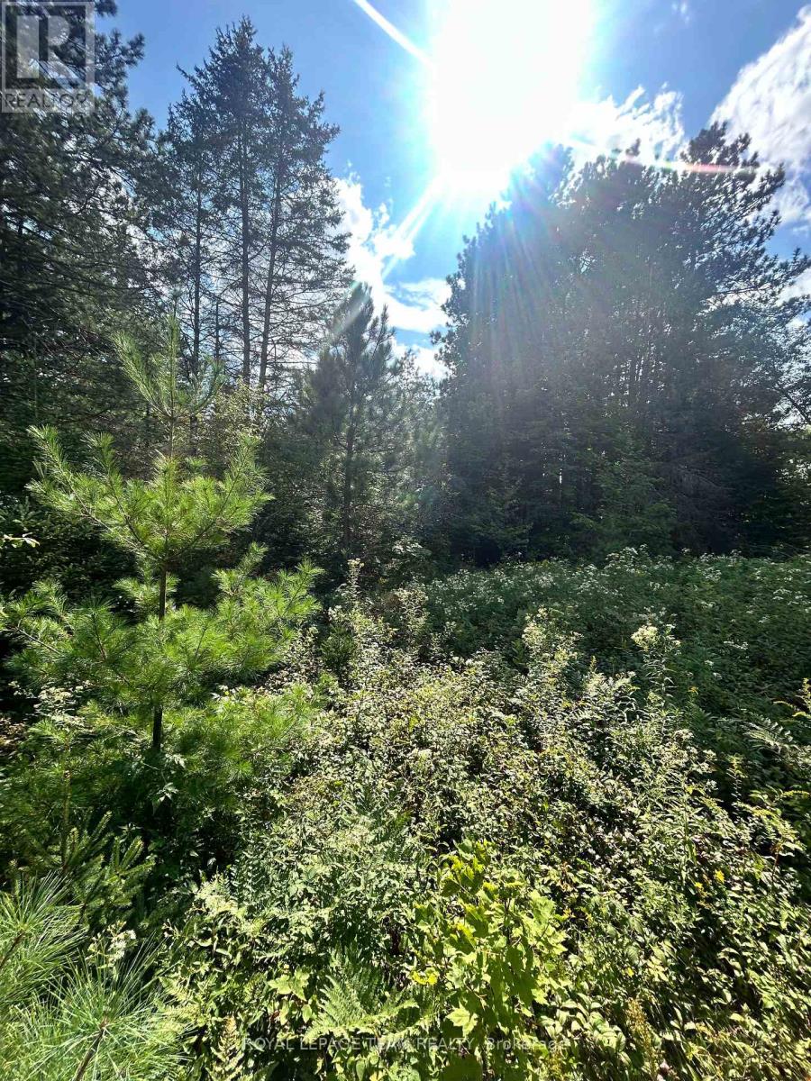 Lot 8 Pond Road, Tay Valley, Ontario  K0H 2B0 - Photo 10 - X13679782