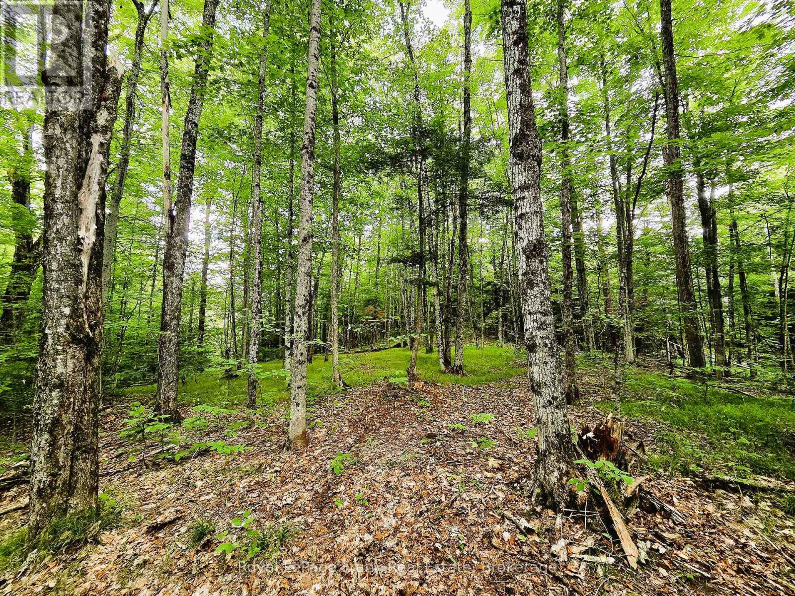 0 North Rusaw Road, North Kawartha, Ontario  K0L 1A0 - Photo 17 - X13693560