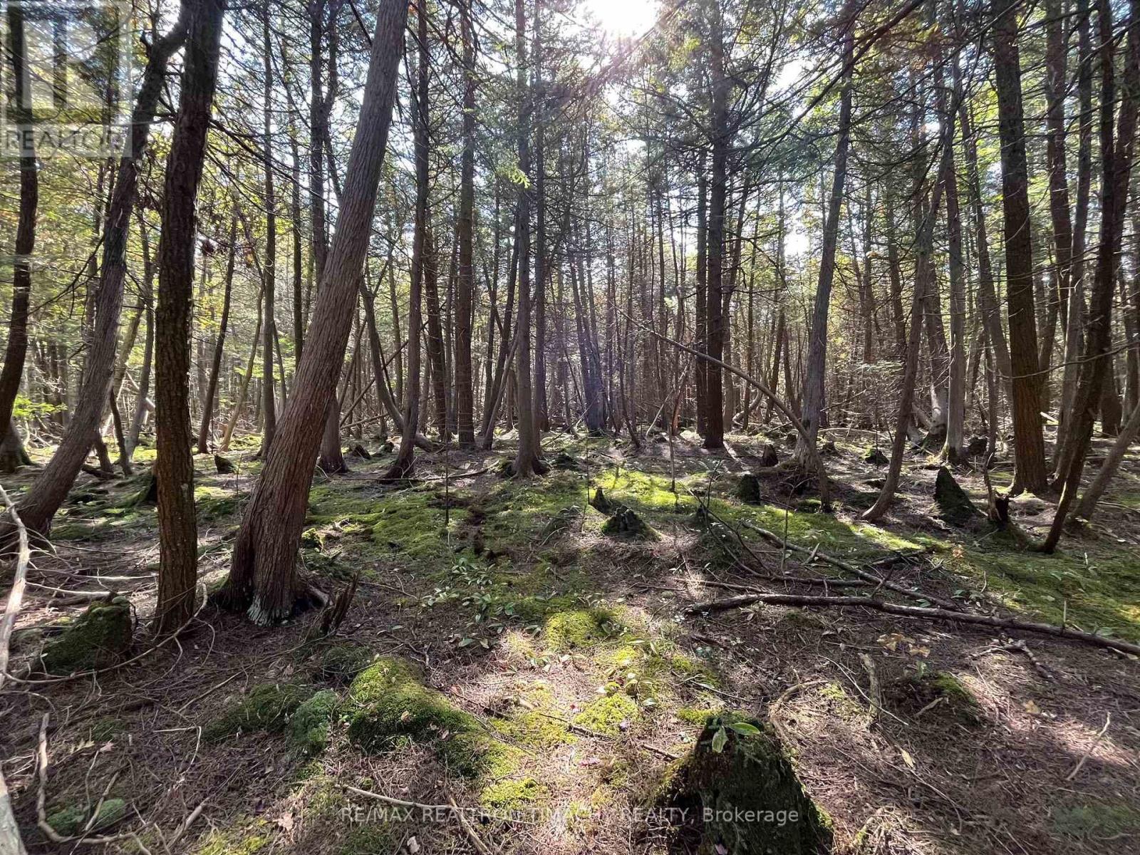 Lot 25 Champlain Road, Tiny, Ontario  L9M 0C3 - Photo 2 - S13704892
