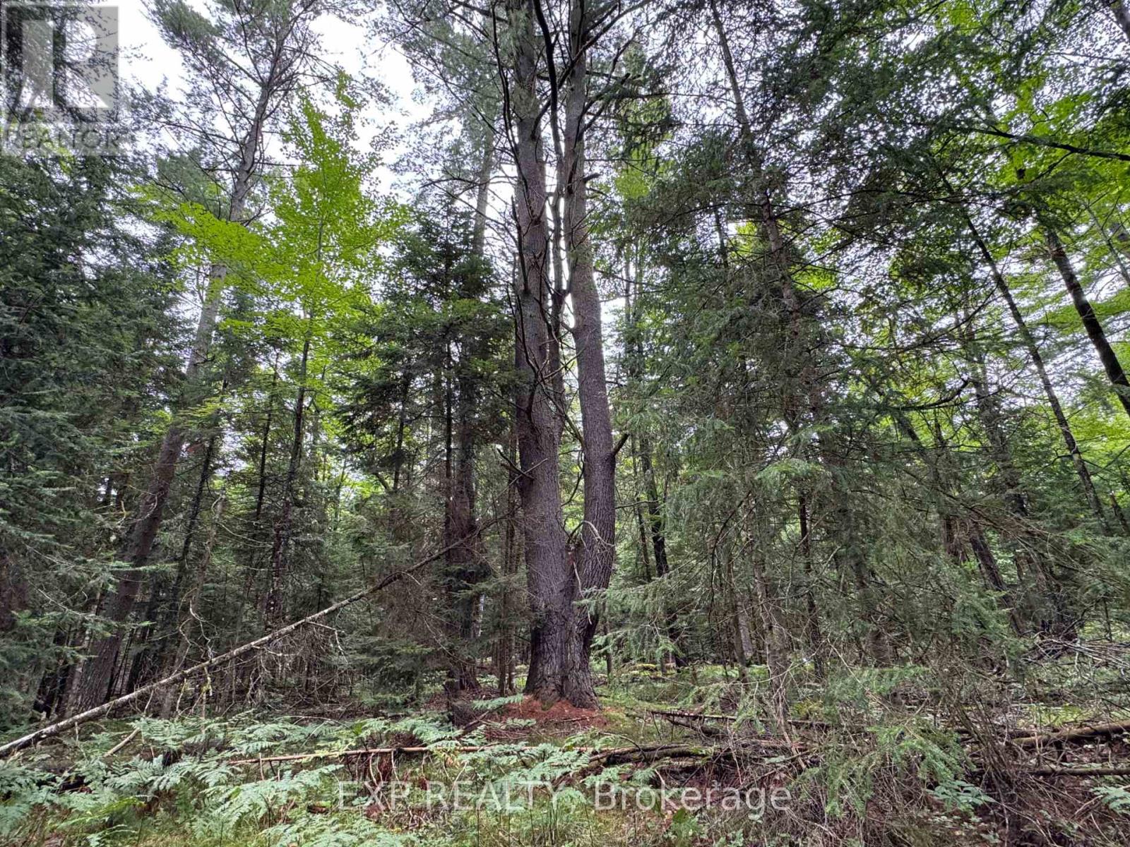 6311 Palmer Road, Brudenell, Ontario  K0J 2E0 - Photo 25 - X13706994