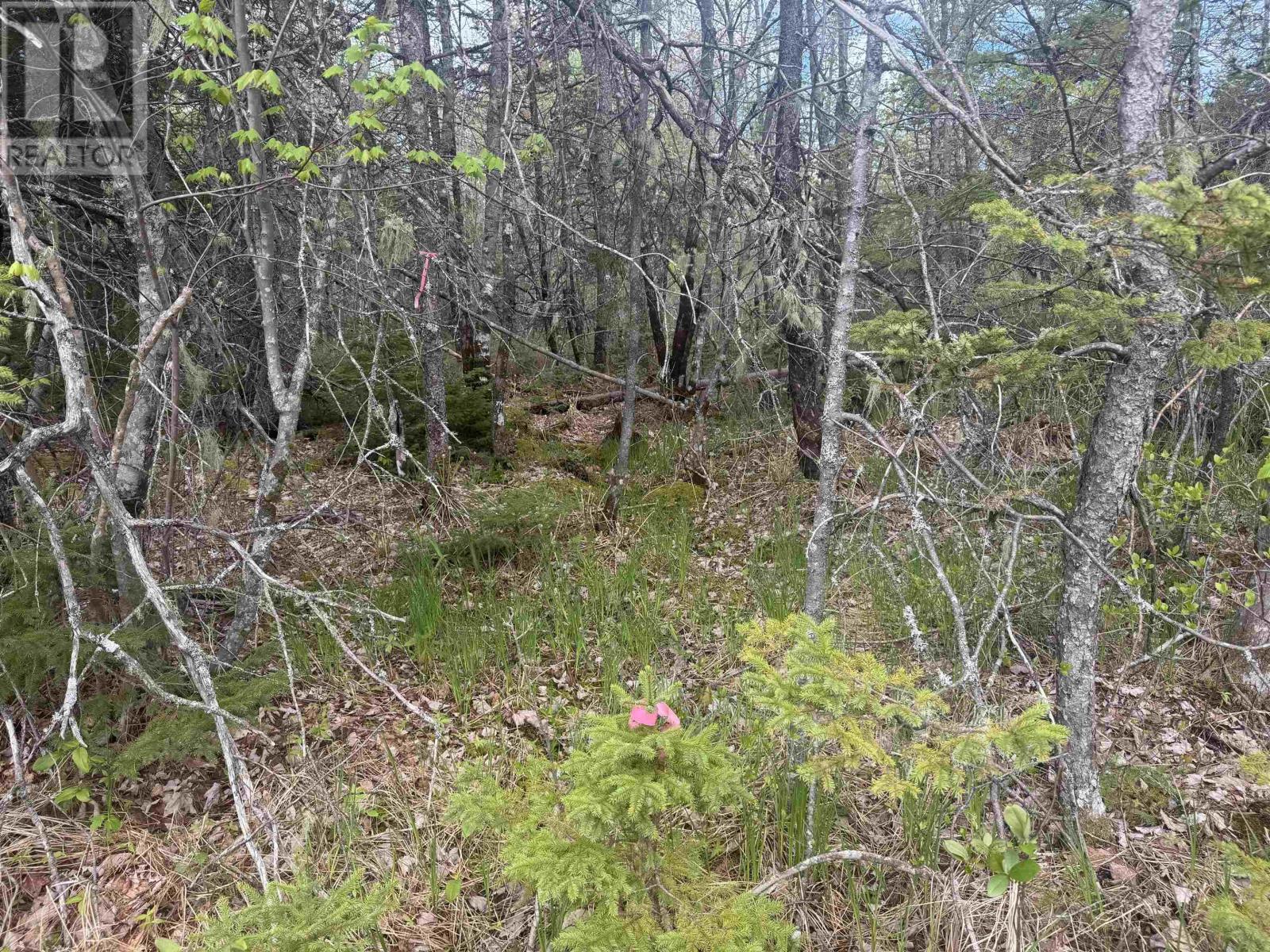 Lot A & B Highway 332, Bayport, Nova Scotia B0J 2X0 - Photo 12 - 202612079