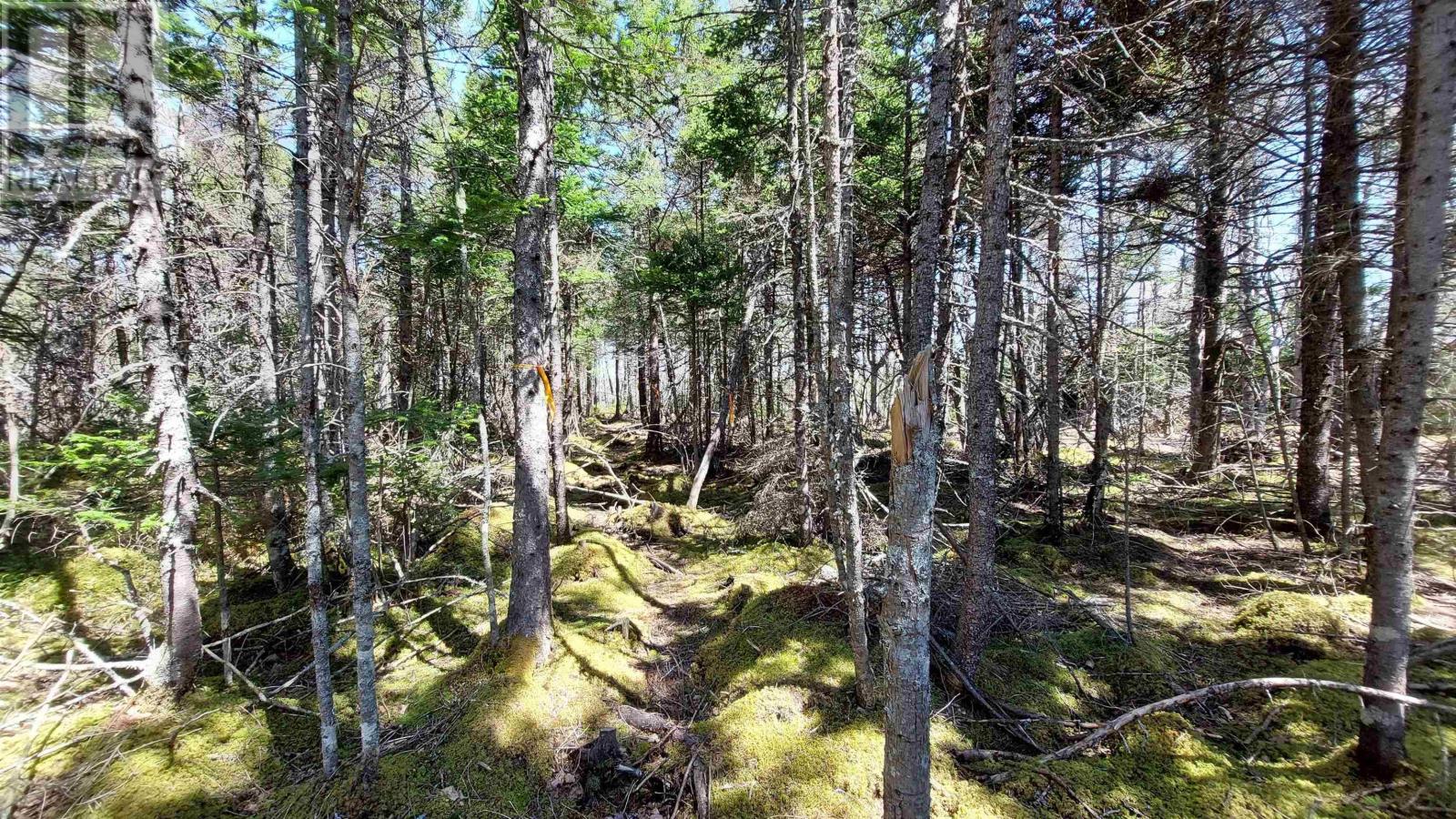 Lot 6 Janvrin Harbour Rd, St. Marys, Nova Scotia  B0E 3J0 - Photo 7 - 202621482