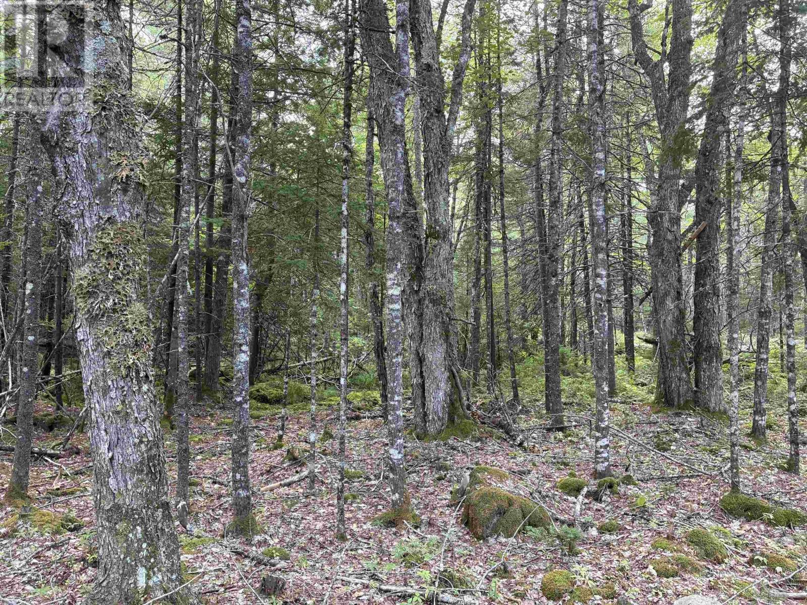458 Scout Camp Road, Greenfield, Nova Scotia  B0T 1E0 - Photo 12 - 202621480