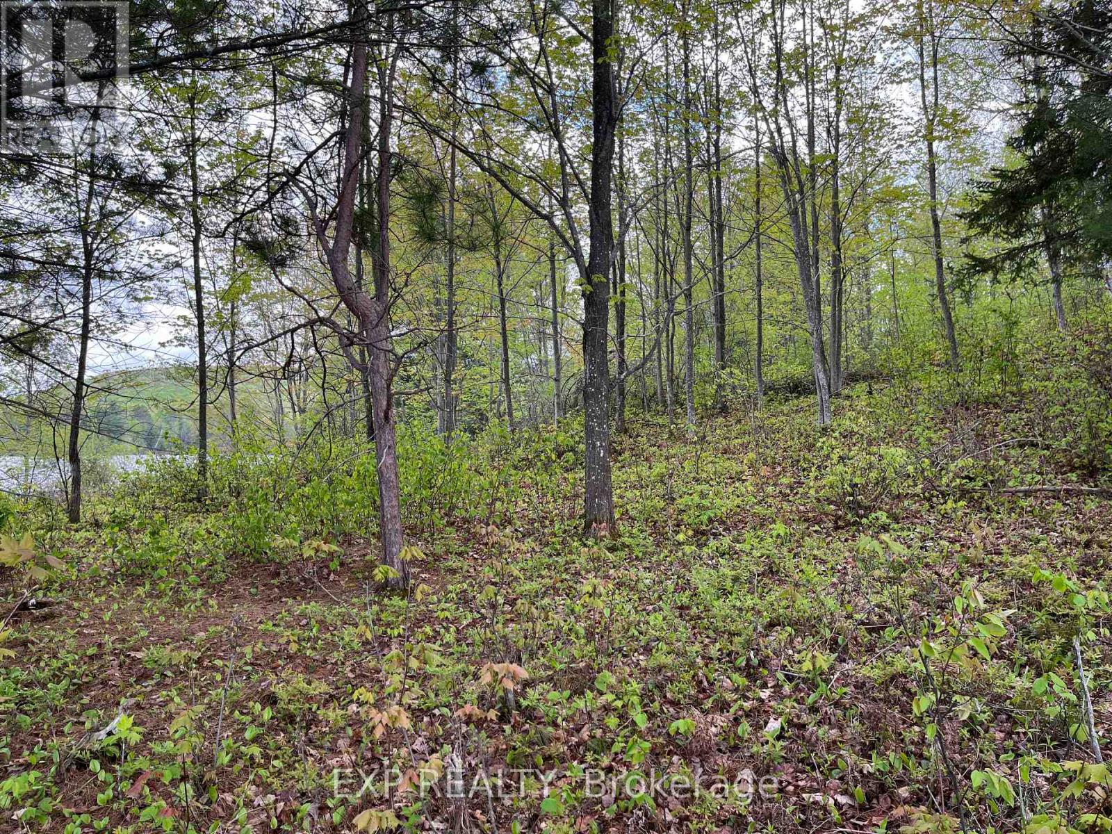 Lot 9 Casson Trail, Madawaska Valley, Ontario  K0J 1B0 - Photo 5 - X12522740