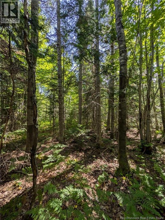 28 acres rue des Fondateurs, Petit-Paquetville, New Brunswick