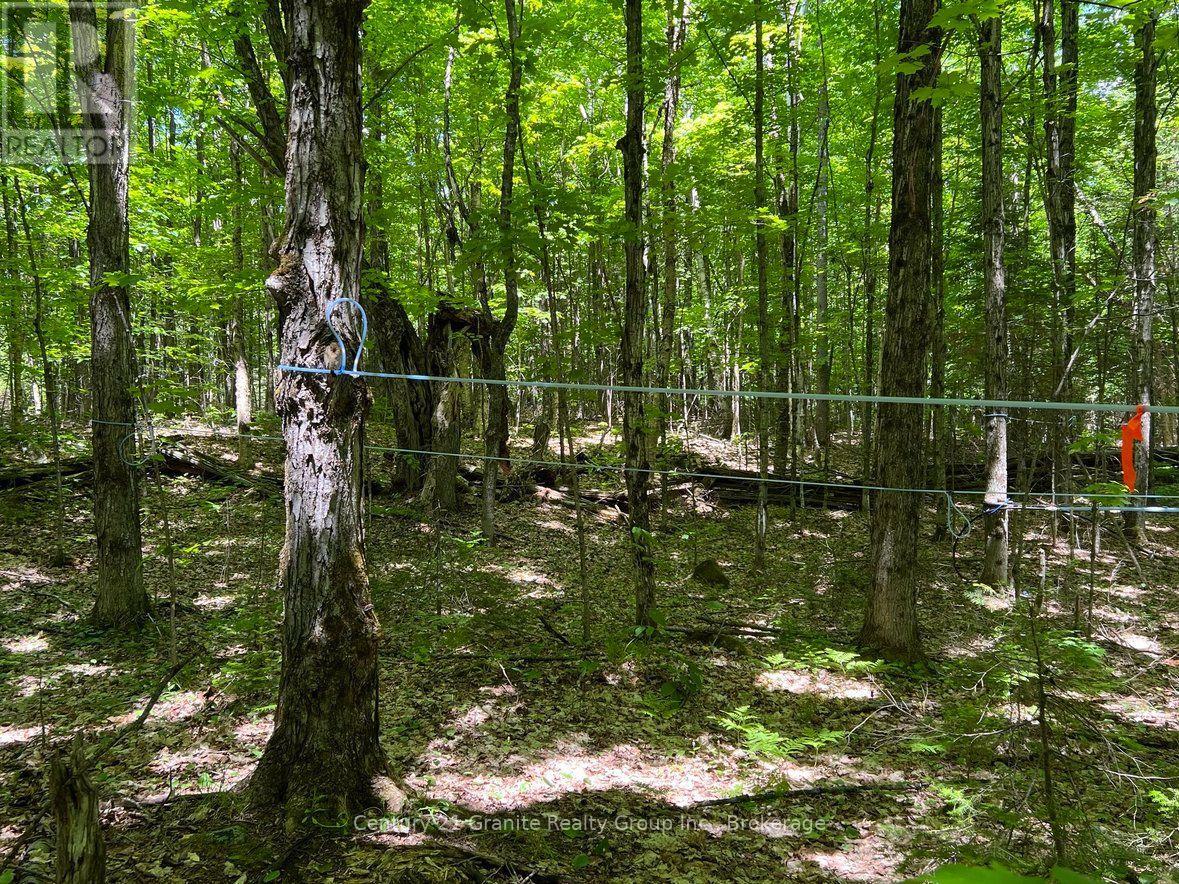 99 Forest View Road, Bancroft (Bancroft Ward), Ontario  K0L 1C0 - Photo 12 - X13601290