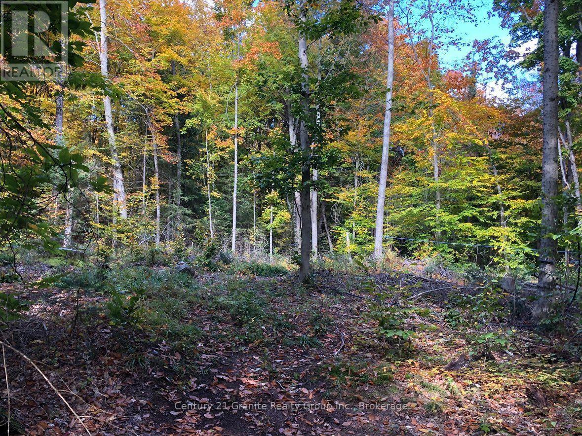 99 Forest View Road, Bancroft (Bancroft Ward), Ontario  K0L 1C0 - Photo 17 - X13601290