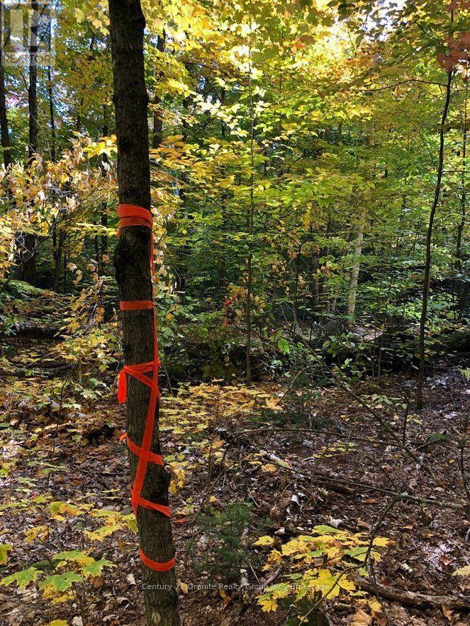 99 Forest View Road, Bancroft (Bancroft Ward), Ontario  K0L 1C0 - Photo 18 - X13601290