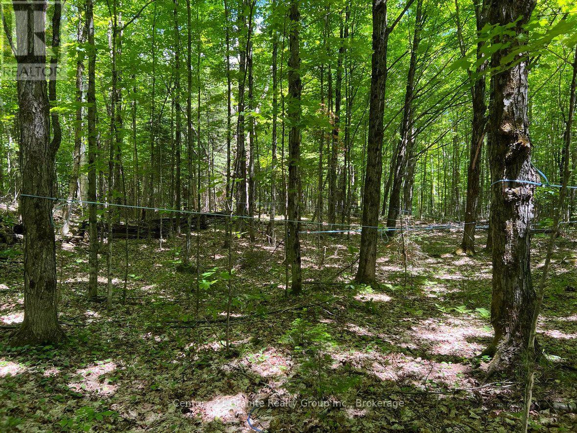 99 Forest View Road, Bancroft (Bancroft Ward), Ontario  K0L 1C0 - Photo 13 - X13601290