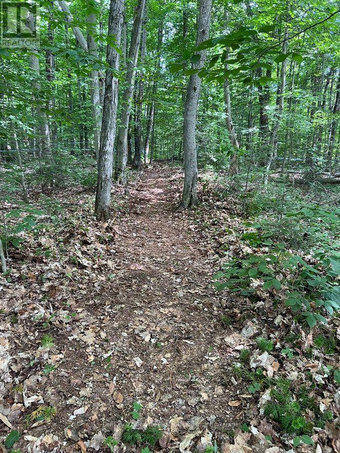 99 Forest View Road, Bancroft (Bancroft Ward), Ontario  K0L 1C0 - Photo 19 - X13601290