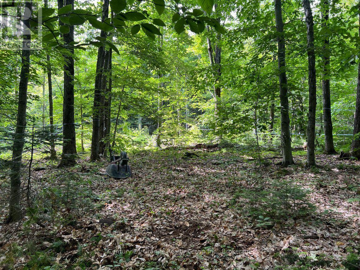 99 Forest View Road, Bancroft (Bancroft Ward), Ontario  K0L 1C0 - Photo 2 - X13601290