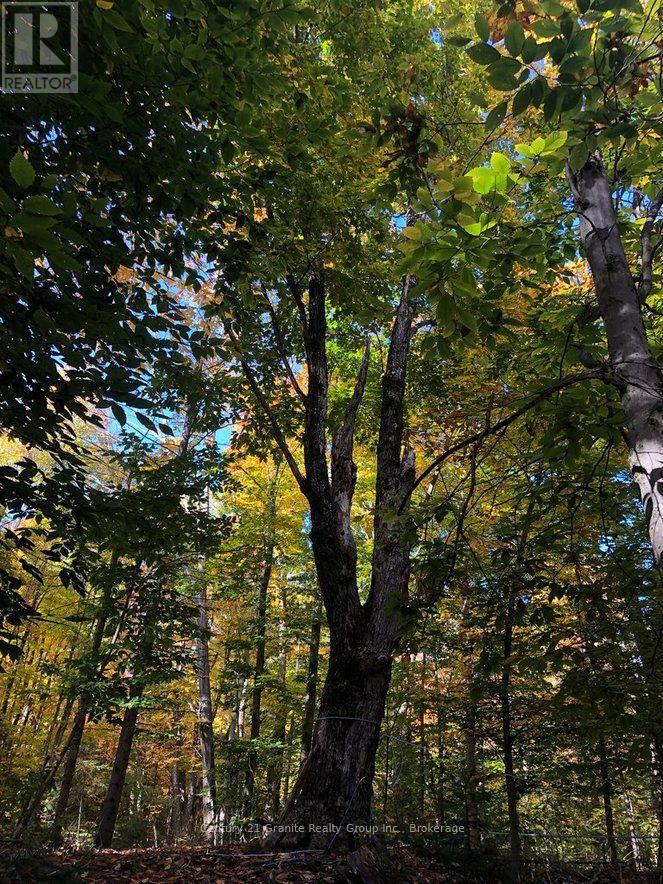 99 Forest View Road, Bancroft (Bancroft Ward), Ontario  K0L 1C0 - Photo 8 - X13601290