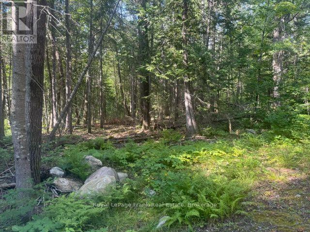 905 & 841 North Mckenzie Lake Road, South Algonquin, Ontario  K0J 2M0 - Photo 5 - X13216632