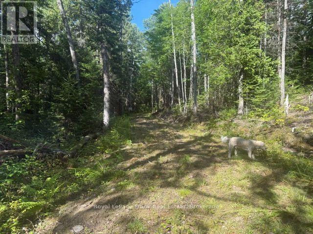 905 & 841 North Mckenzie Lake Road, South Algonquin, Ontario  K0J 2M0 - Photo 6 - X13216632