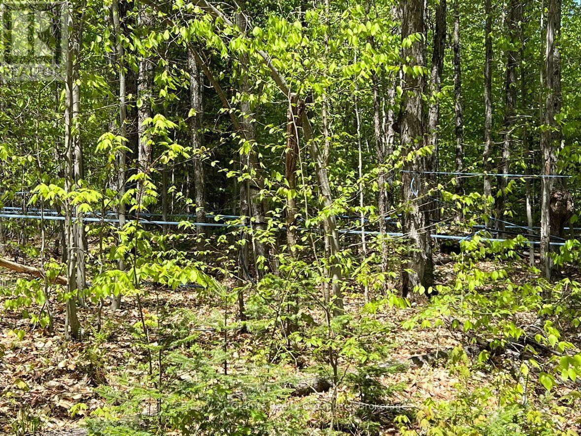 99 Forest View Road, Bancroft, Ontario  K0L 1C0 - Photo 17 - X13601290
