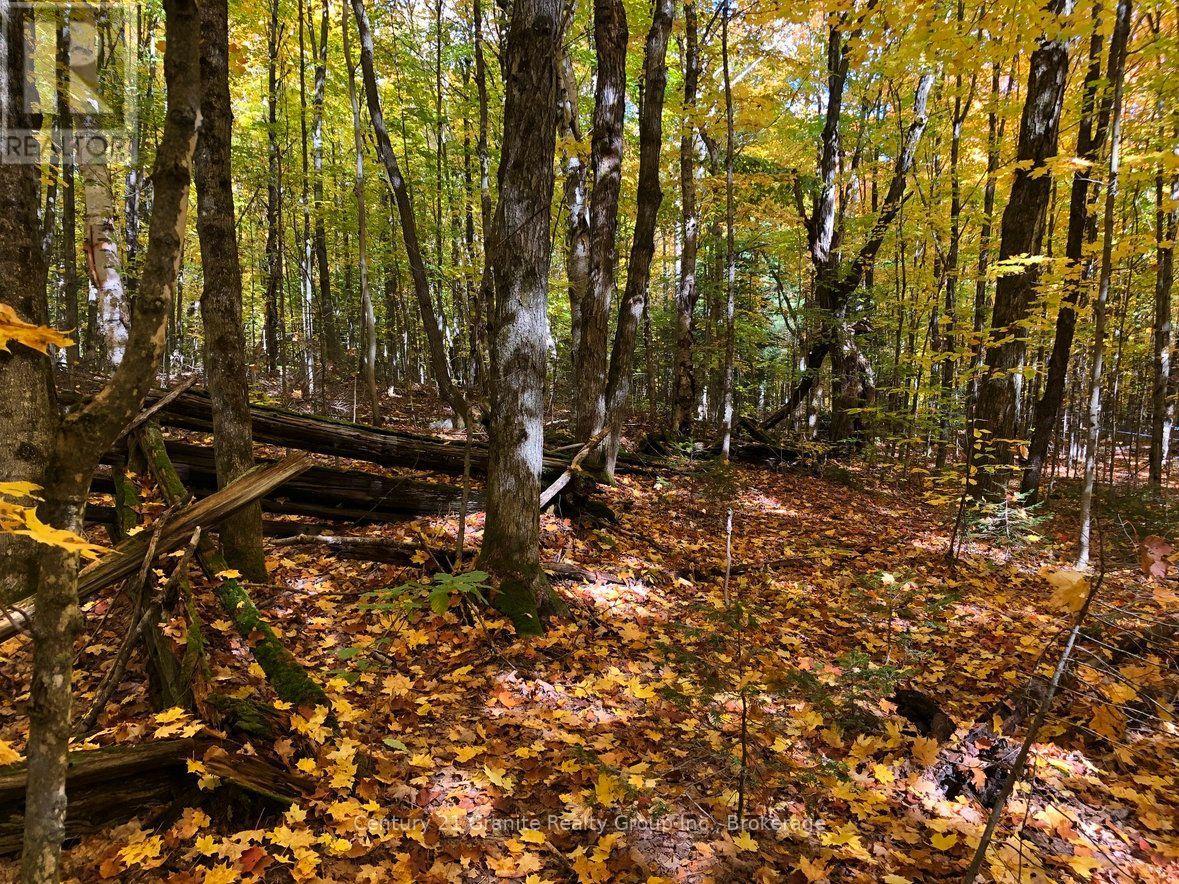 99 Forest View Road, Bancroft, Ontario  K0L 1C0 - Photo 8 - X13601290