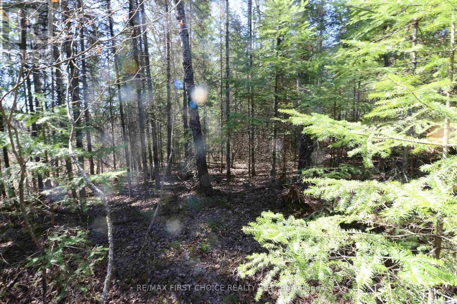 Lot 151 Plan M222, Kenora Remote Area, Ontario  P0X 1J0 - Photo 12 - X13251820