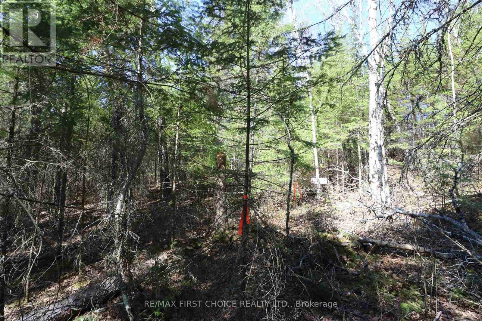 Lot 151 Plan M222, Kenora Remote Area, Ontario  P0X 1J0 - Photo 13 - X13251820