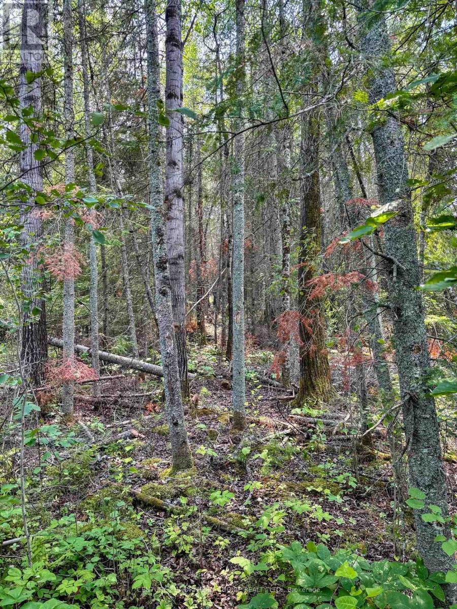 1 - 1 Thompson, Kenora Remote Area, Ontario  P0X 1C0 - Photo 26 - X13257004