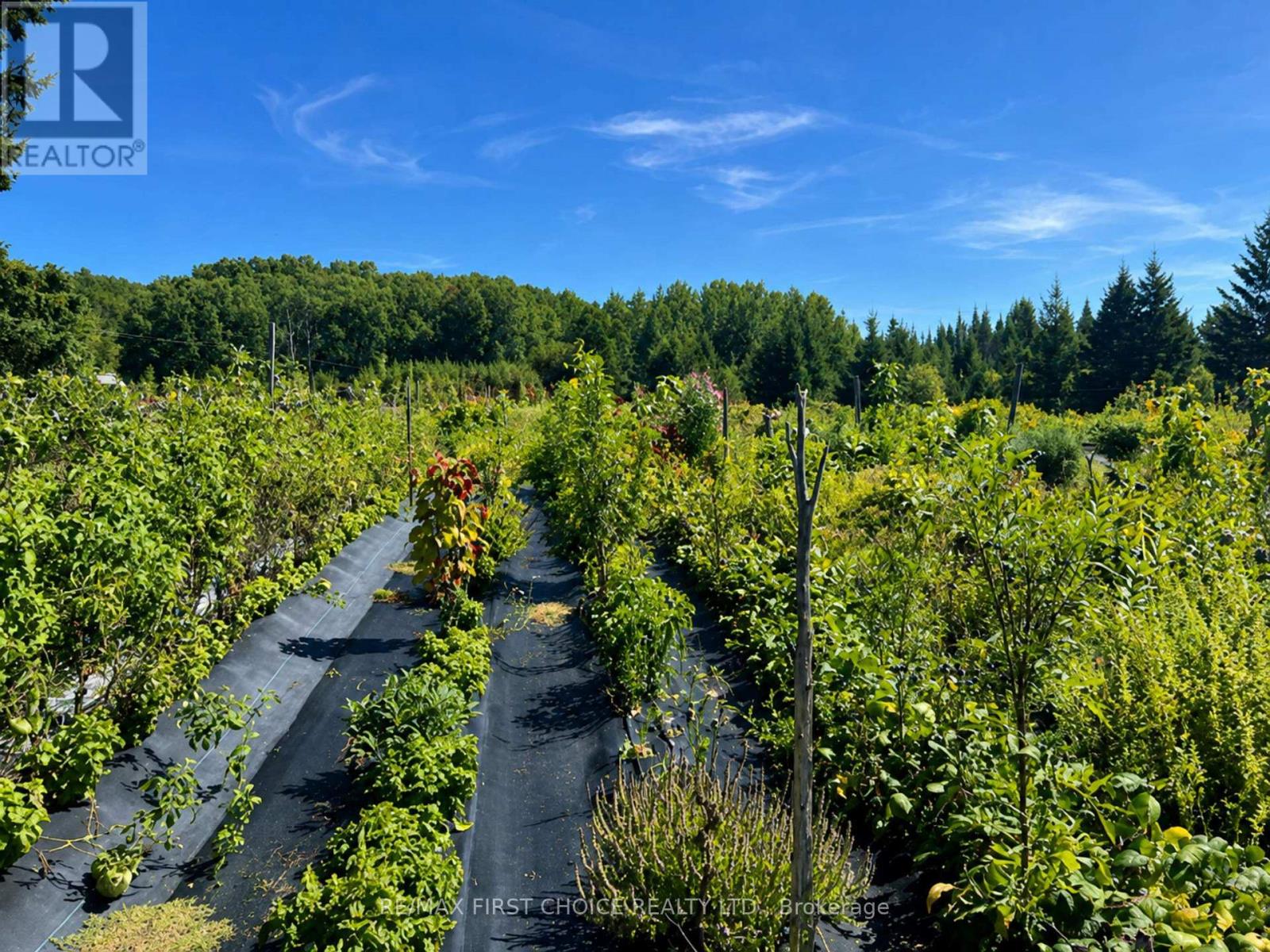 Pcl23545 Sec 16 Lauzon Road, Rainy River Remote Area, Ontario  P0W 1K0 - Photo 10 - X13728838