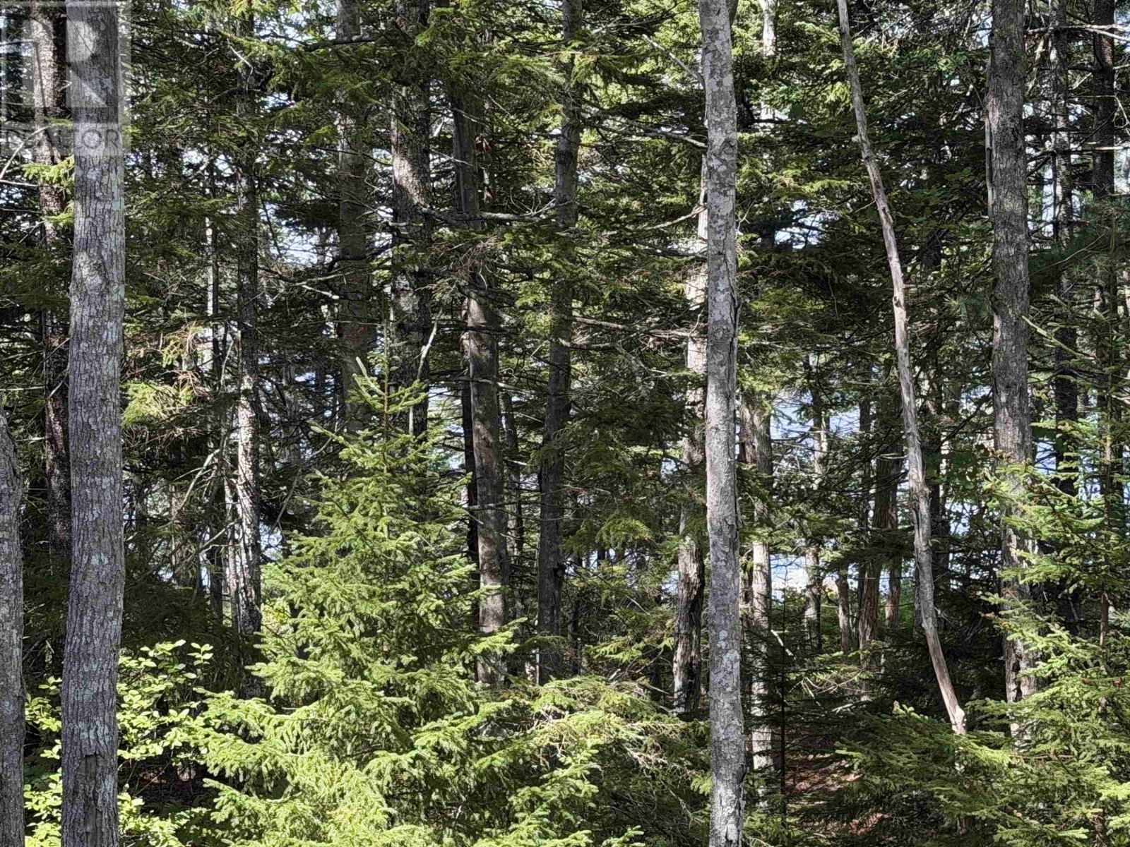 Lot 4 Maple Leaf Drive, East Canaan, Nova Scotia  B0W 3M0 - Photo 17 - 202601863