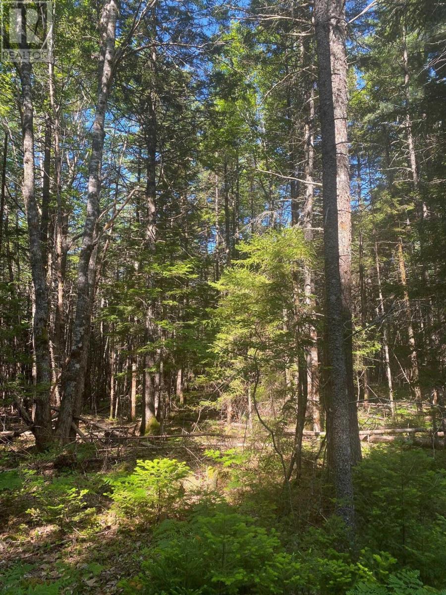 Lot (Pid 60493061) Huey Lake Road, Mount Pleasant, Nova Scotia  B0R 1G0 - Photo 5 - 202524220
