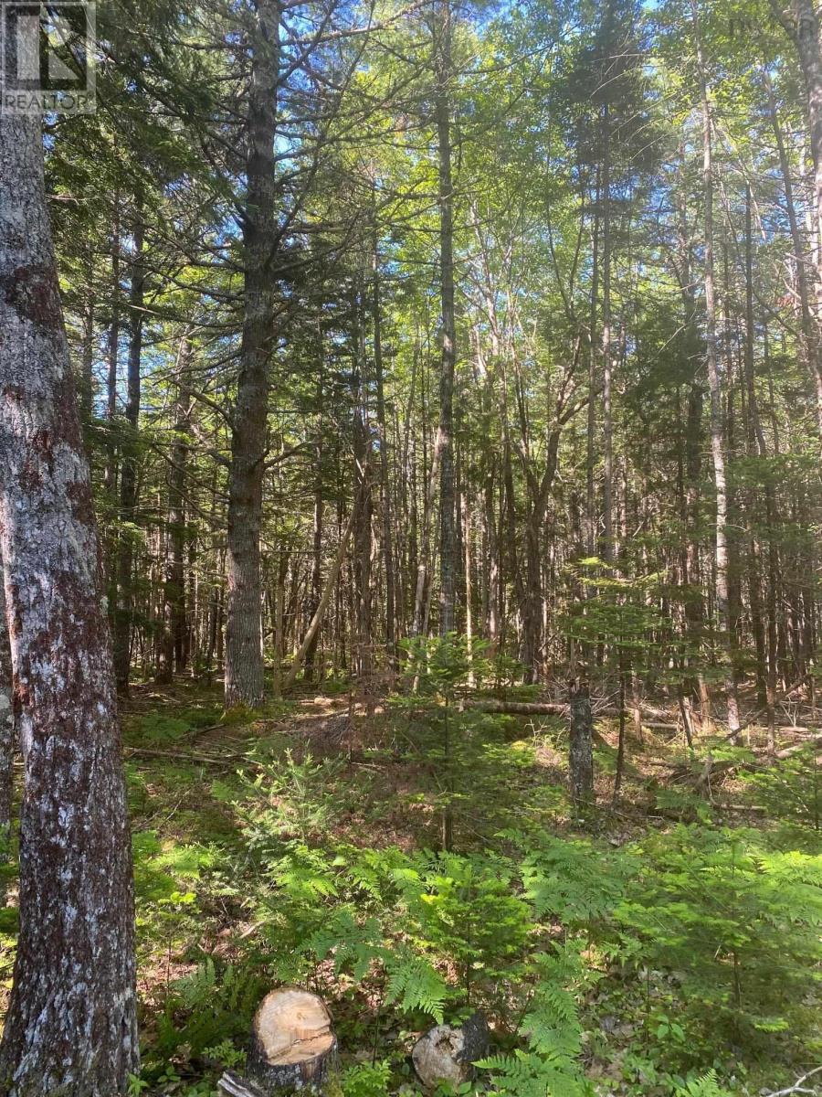 Lot (Pid 60493061) Huey Lake Road, Mount Pleasant, Nova Scotia  B0R 1G0 - Photo 2 - 202524220