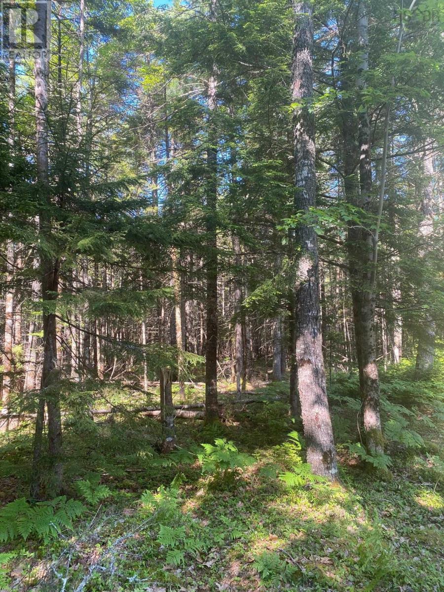 Lot (Pid 60493061) Huey Lake Road, Mount Pleasant, Nova Scotia  B0R 1G0 - Photo 3 - 202524220