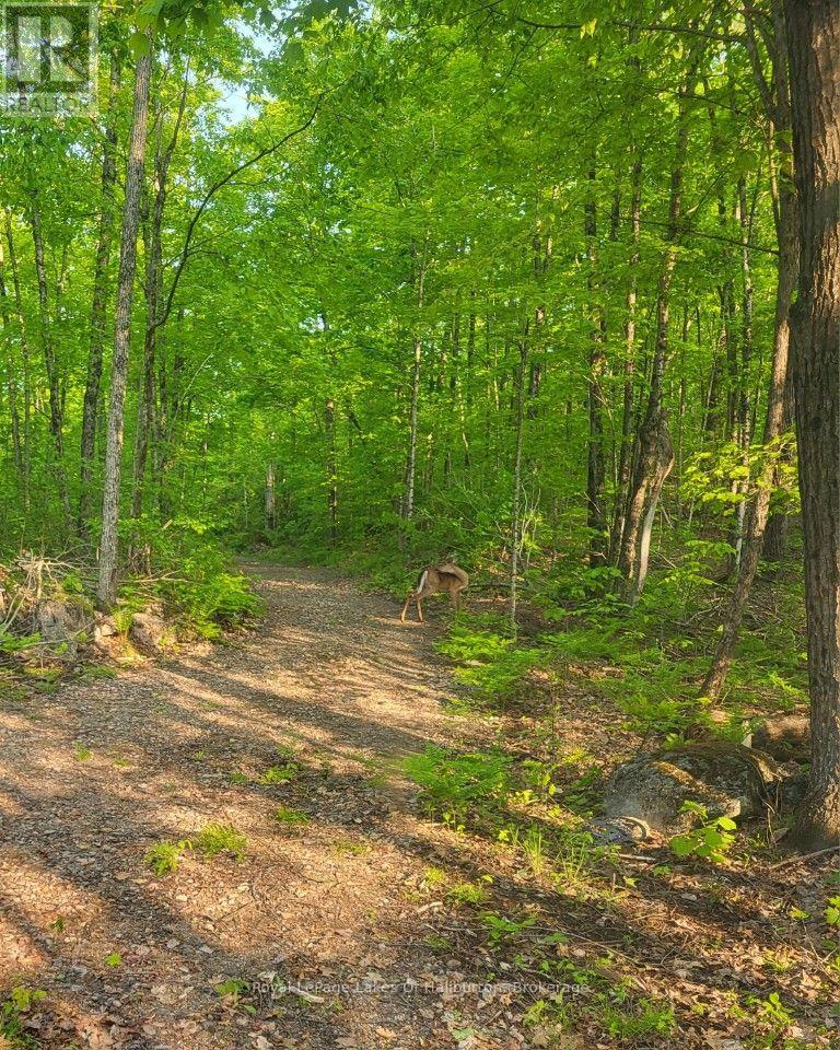 9842 Highway 35, Minden Hills, Ontario  K0M 2L1 - Photo 23 - X13736156