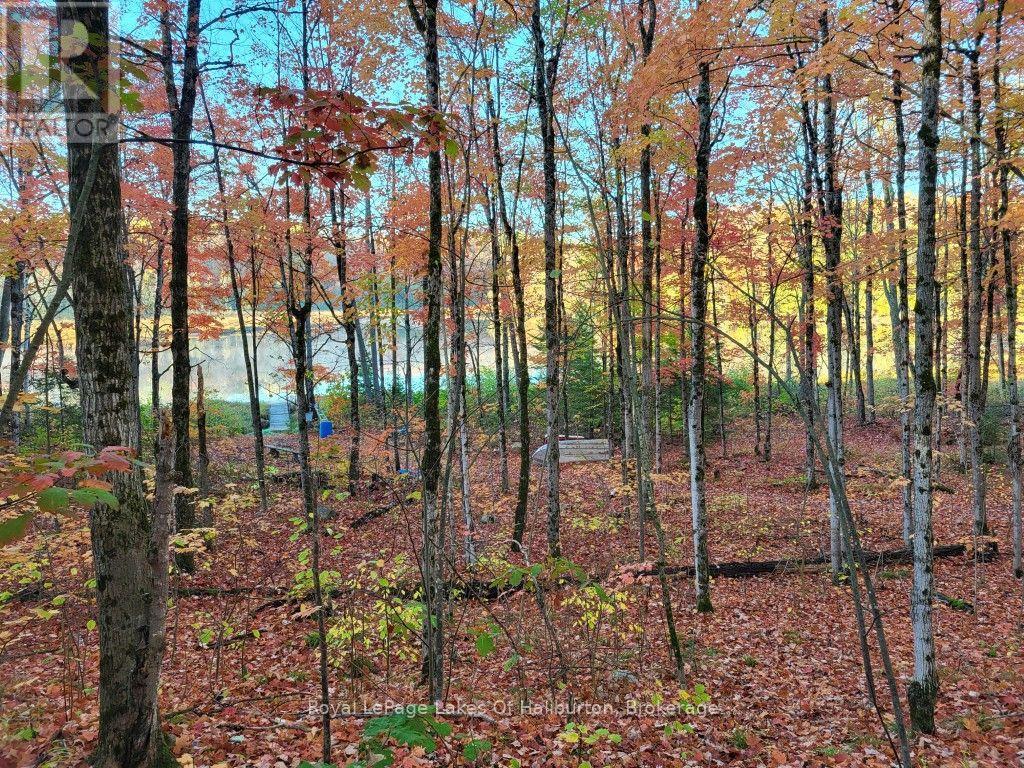 9842 Highway 35, Minden Hills, Ontario  K0M 2L1 - Photo 25 - X13736156