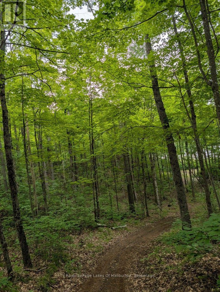 9842 Highway 35, Minden Hills, Ontario  K0M 2L1 - Photo 38 - X13736156