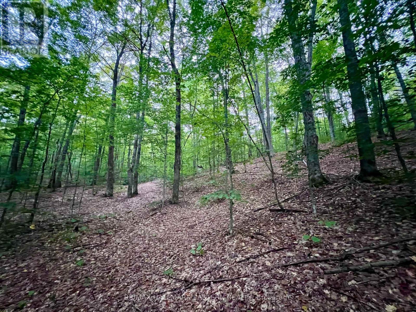 0 Albion Lake Drive, Faraday, Ontario  K0L 1C0 - Photo 6 - X13752414