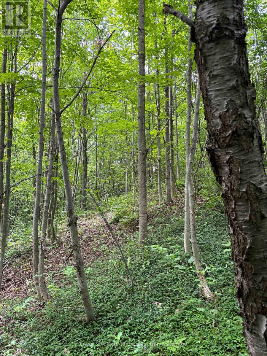 317343 3rd Line, Meaford, Ontario  N4L 1W7 - Photo 30 - X13755206