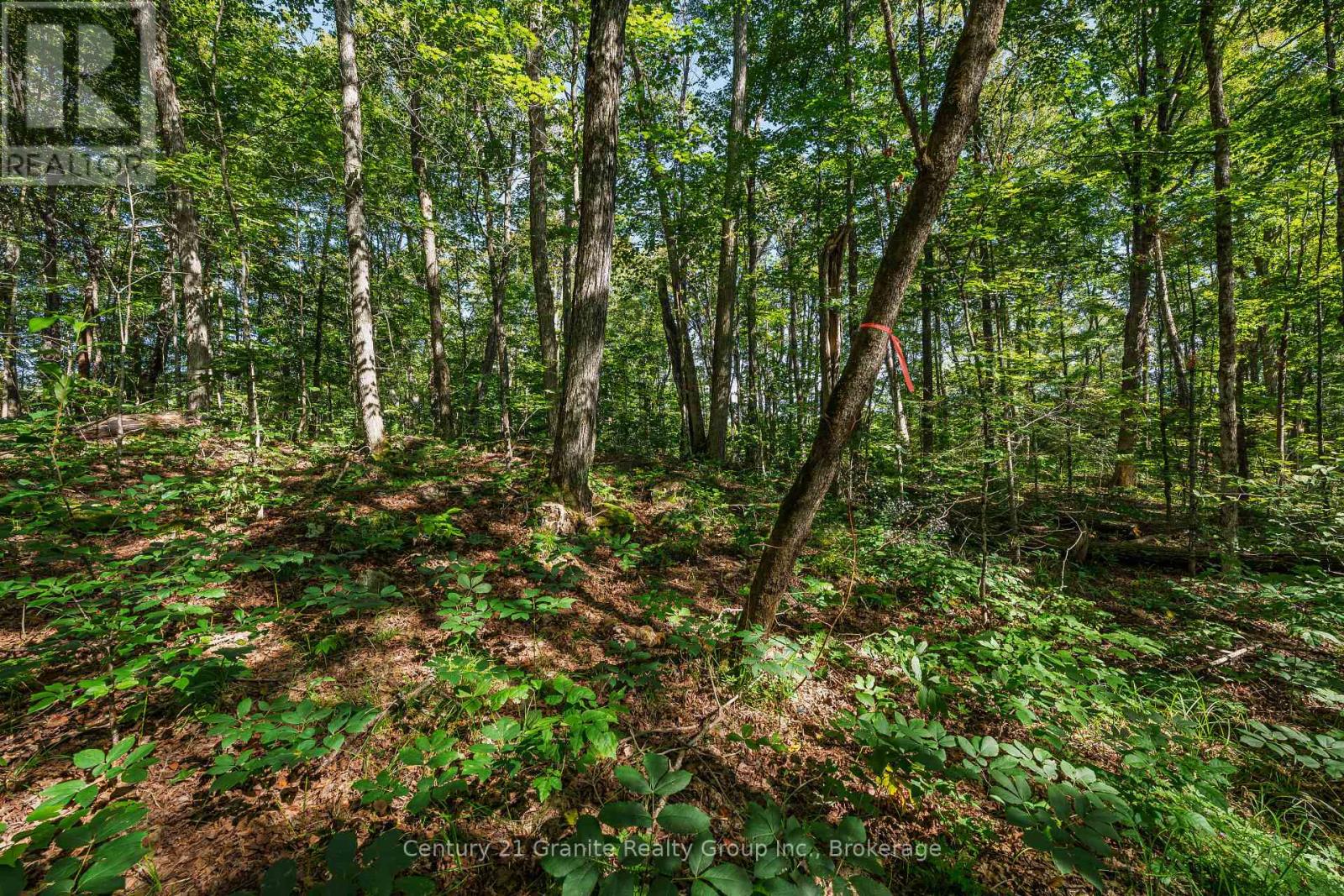 0 Irondale Road, Highlands East, Ontario  K0M 1R0 - Photo 7 - X13759414