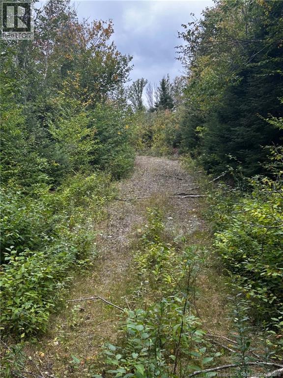 Land Kintore Tower Road, Kintore, New Brunswick  E7H 2P8 - Photo 12 - NB147101