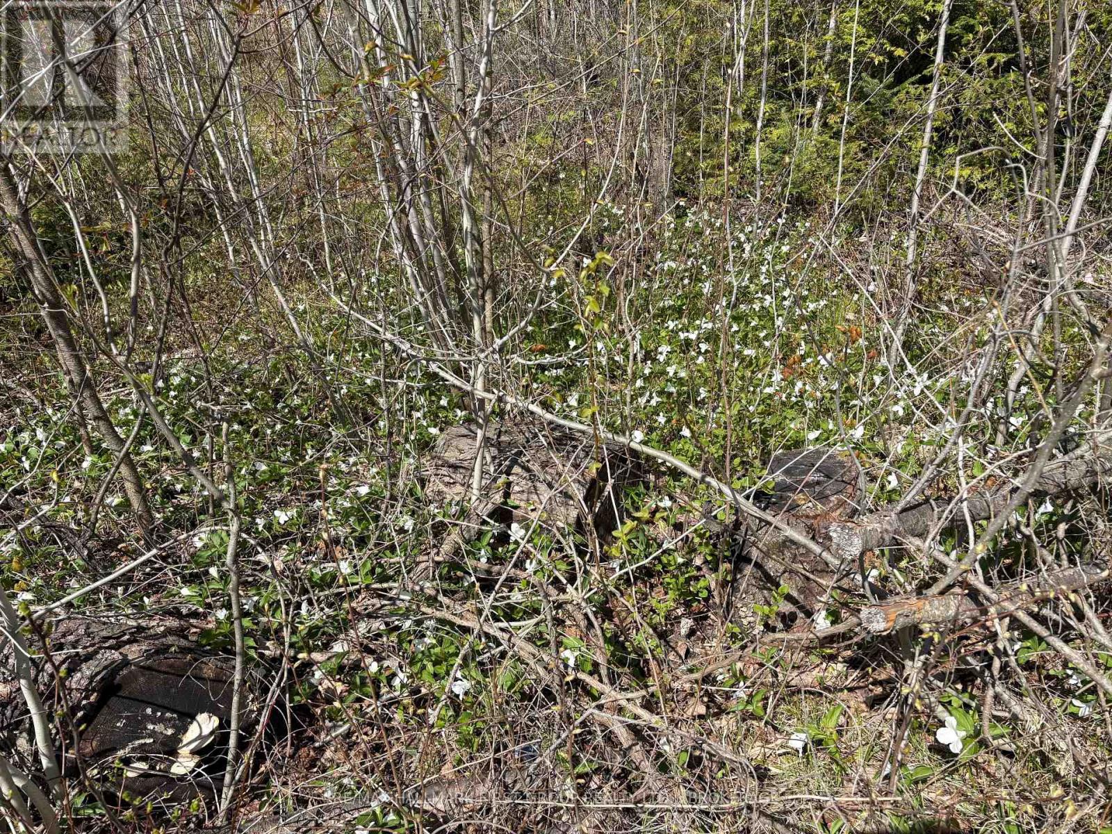 Lot 0 County Road 38, Frontenac, Ontario  K0H 2P0 - Photo 14 - X13791424