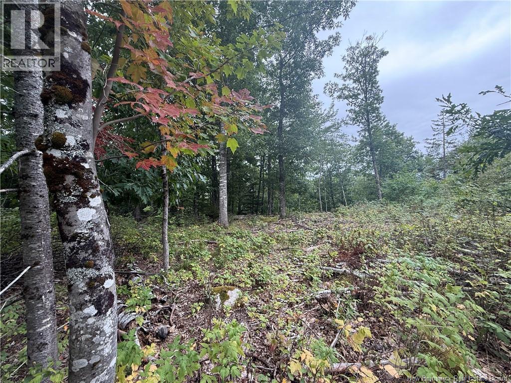 26-2 Route 105, Lower Queensbury, New Brunswick E6L 1G7 - Photo 3 - NB147875