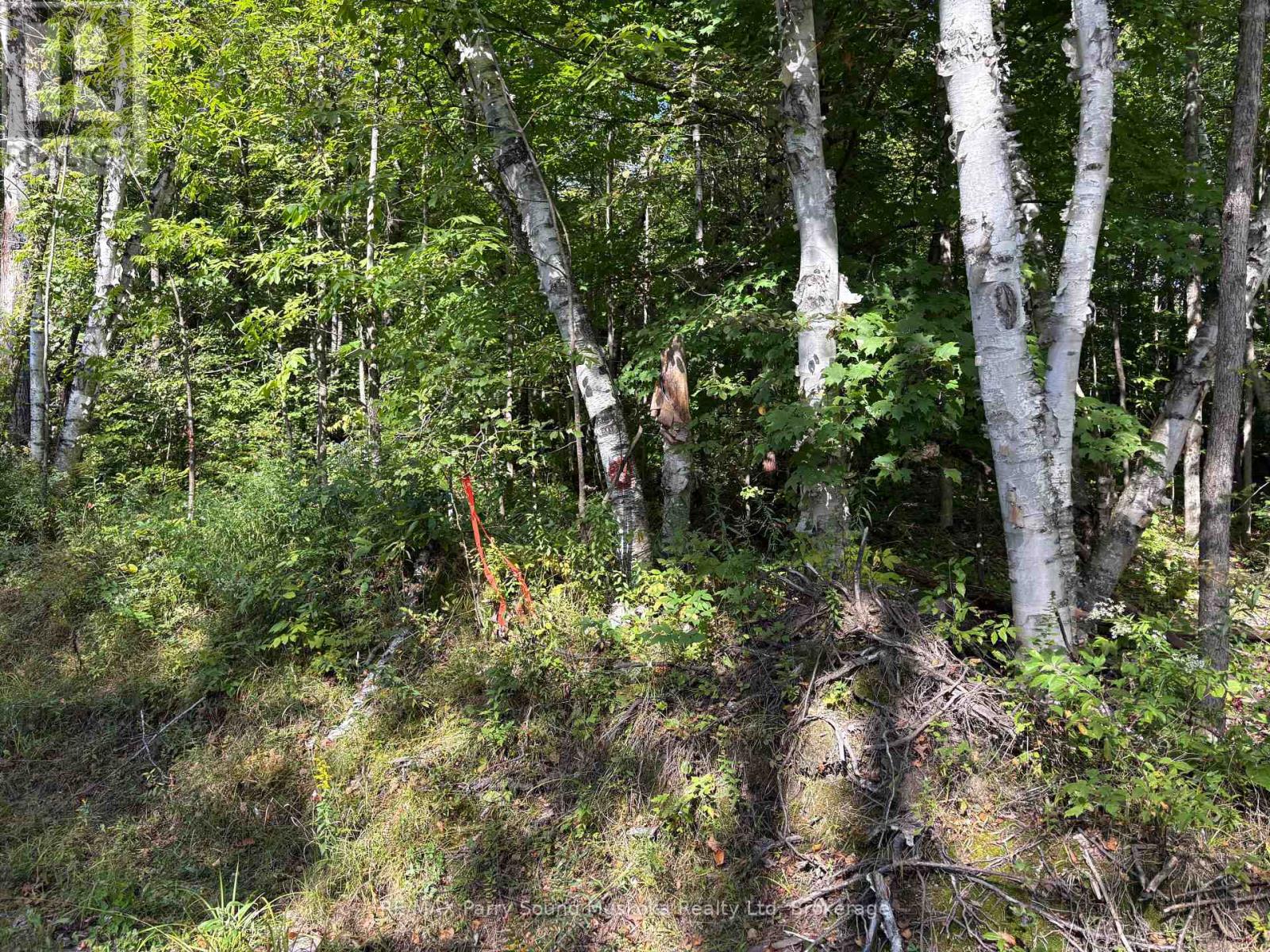 0 Pine Road, Magnetawan, Ontario  P0A 1A0 - Photo 10 - X13794604