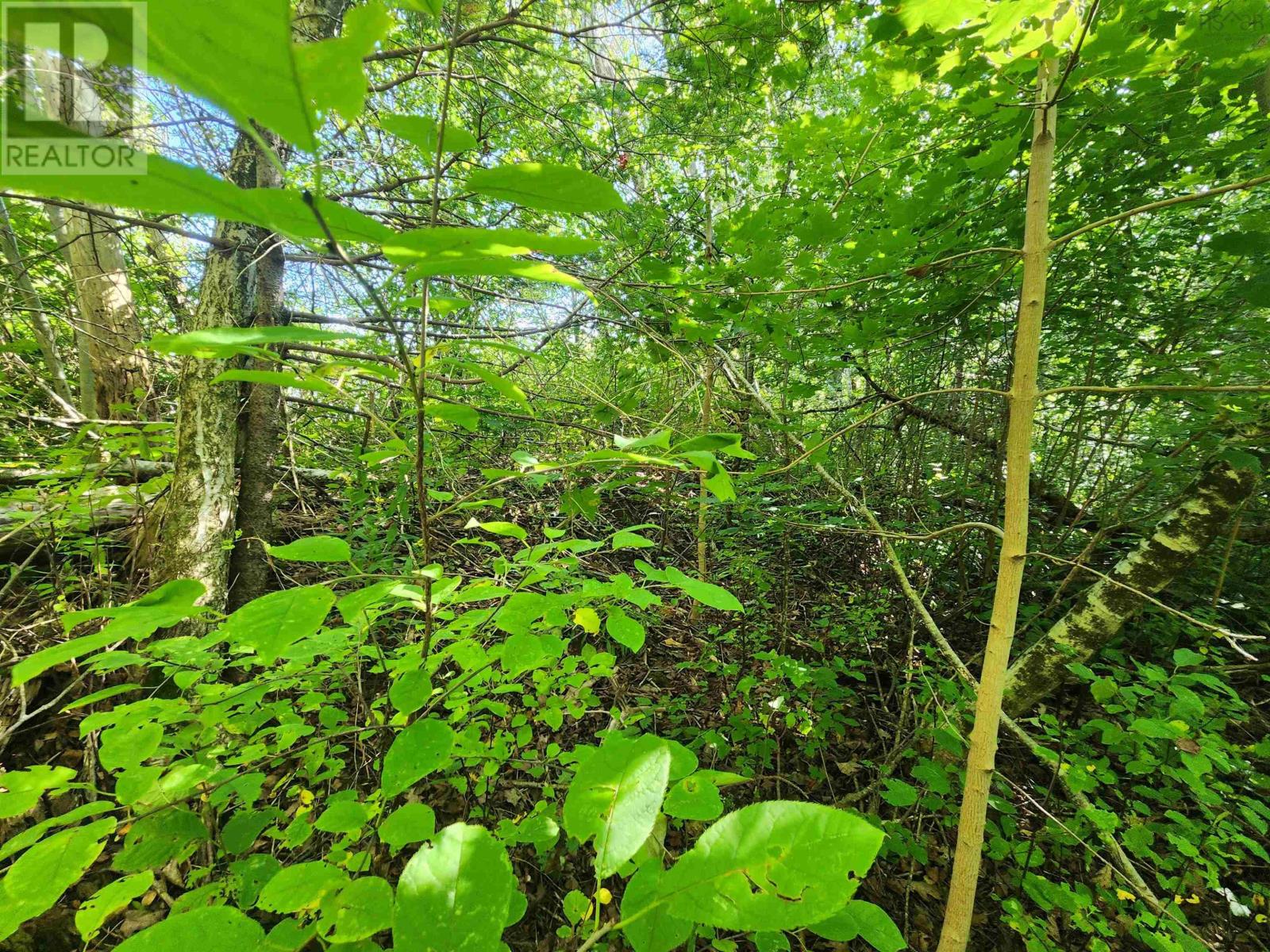 8 Acres Cedar Road, Church Hill, Maitland, Nova Scotia  B0N 1T0 - Photo 5 - 202602135