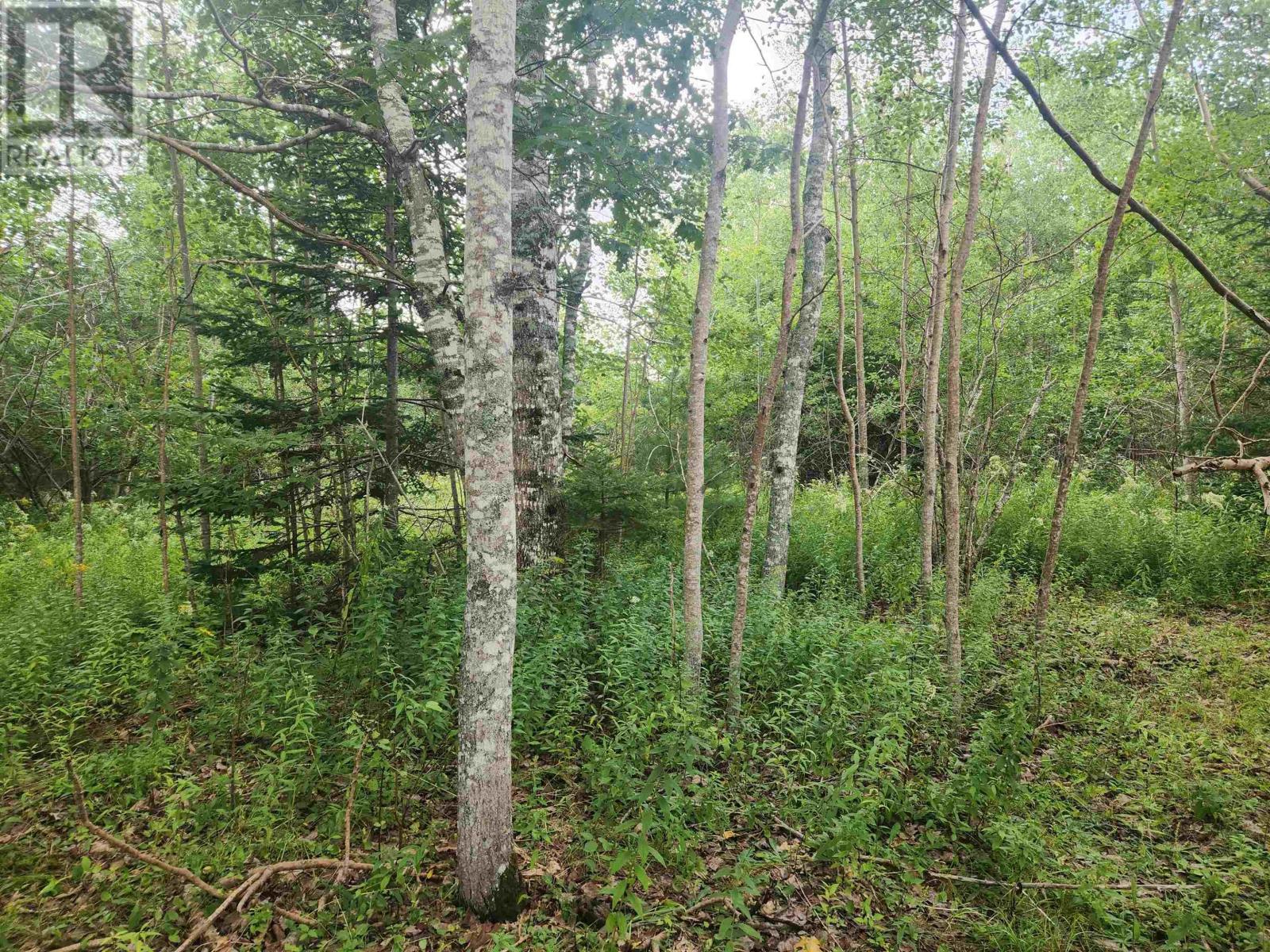 8 Acres Cedar Road, Church Hill, Maitland, Nova Scotia  B0N 1T0 - Photo 9 - 202602135