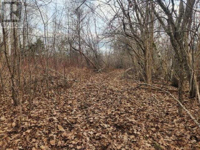 8 Acres Cedar Road, Church Hill, Maitland, Nova Scotia  B0N 1T0 - Photo 7 - 202602135