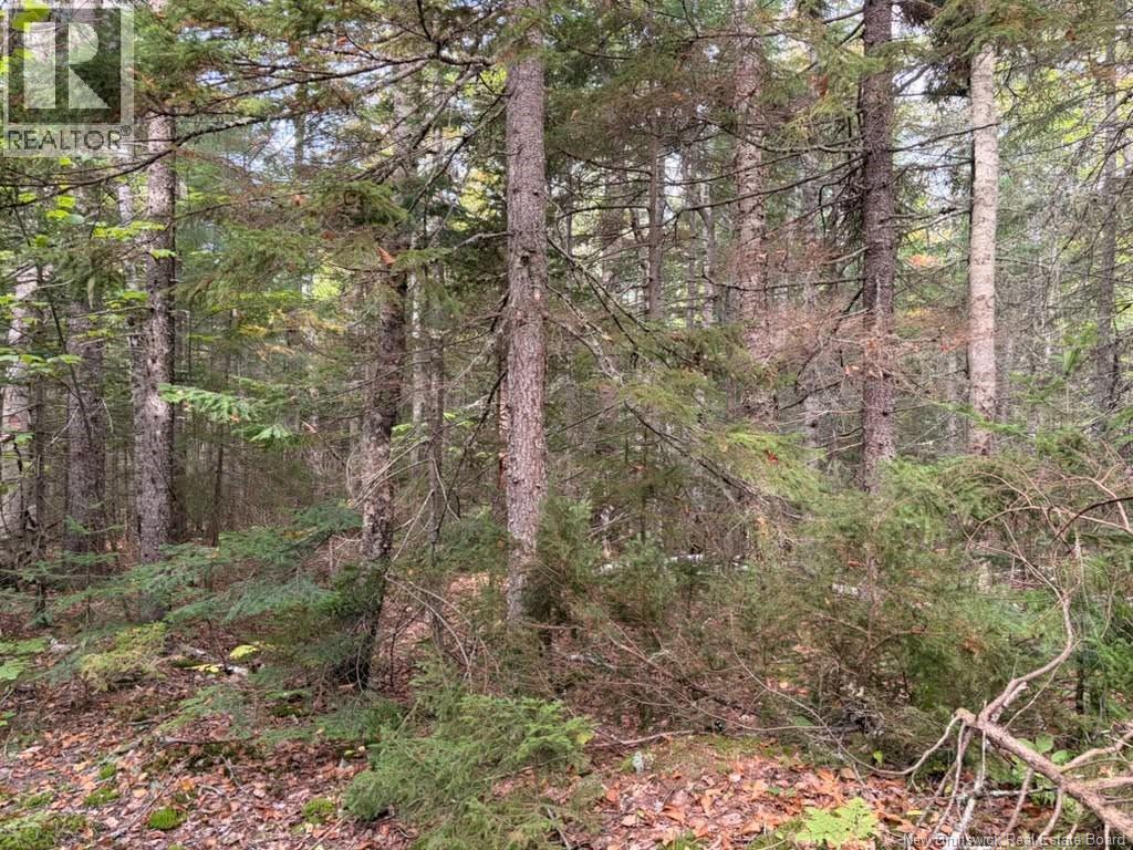 Steeves Lot Green Road, Elgin, New Brunswick  E4T 1T6 - Photo 2 - NB147977