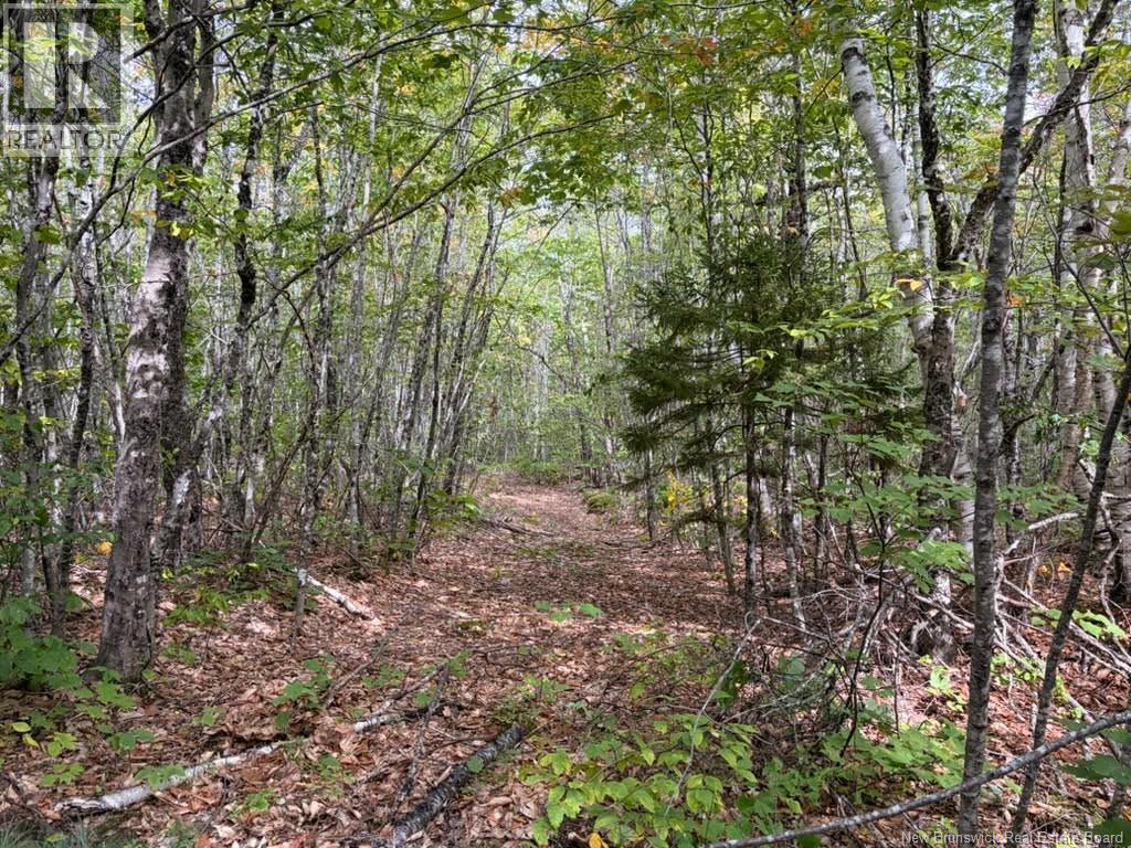 Recreational Woodlot Green Road, Elgin, New Brunswick  E4Z 1T6 - Photo 3 - NB147389