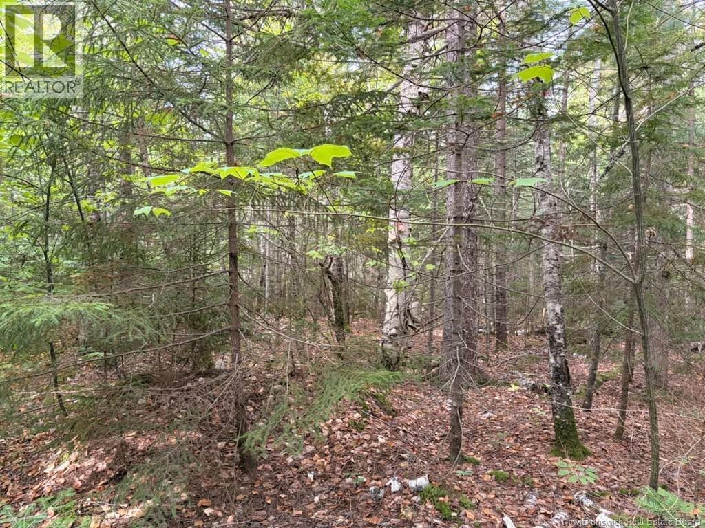 Steeves Lot Green Road, Elgin, New Brunswick  E4T 1T6 - Photo 3 - NB147977