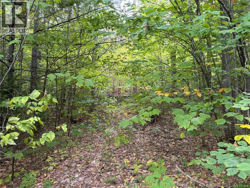 Don's Lot Green Road, Elgin, New Brunswick  E4Z 1T6 - Photo 10 - NB147973