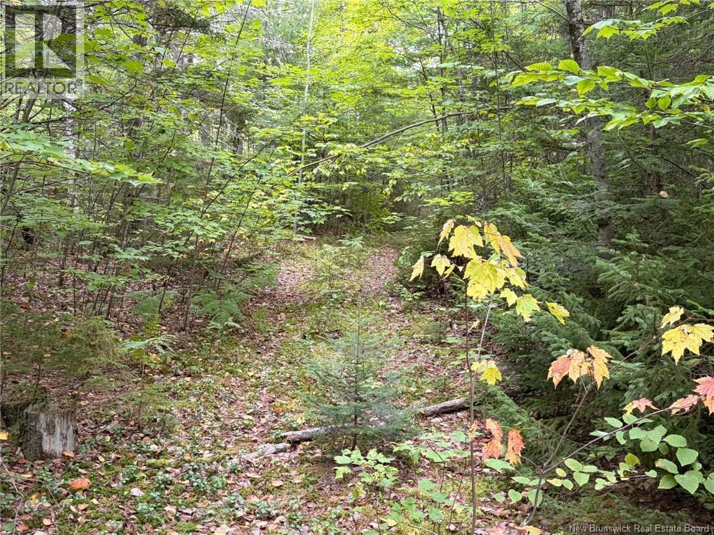 Don's Lot Green Road, Elgin, New Brunswick  E4Z 1T6 - Photo 5 - NB147973