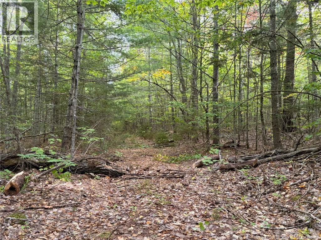 Don's Lot Green Road, Elgin, New Brunswick  E4Z 1T6 - Photo 8 - NB147973