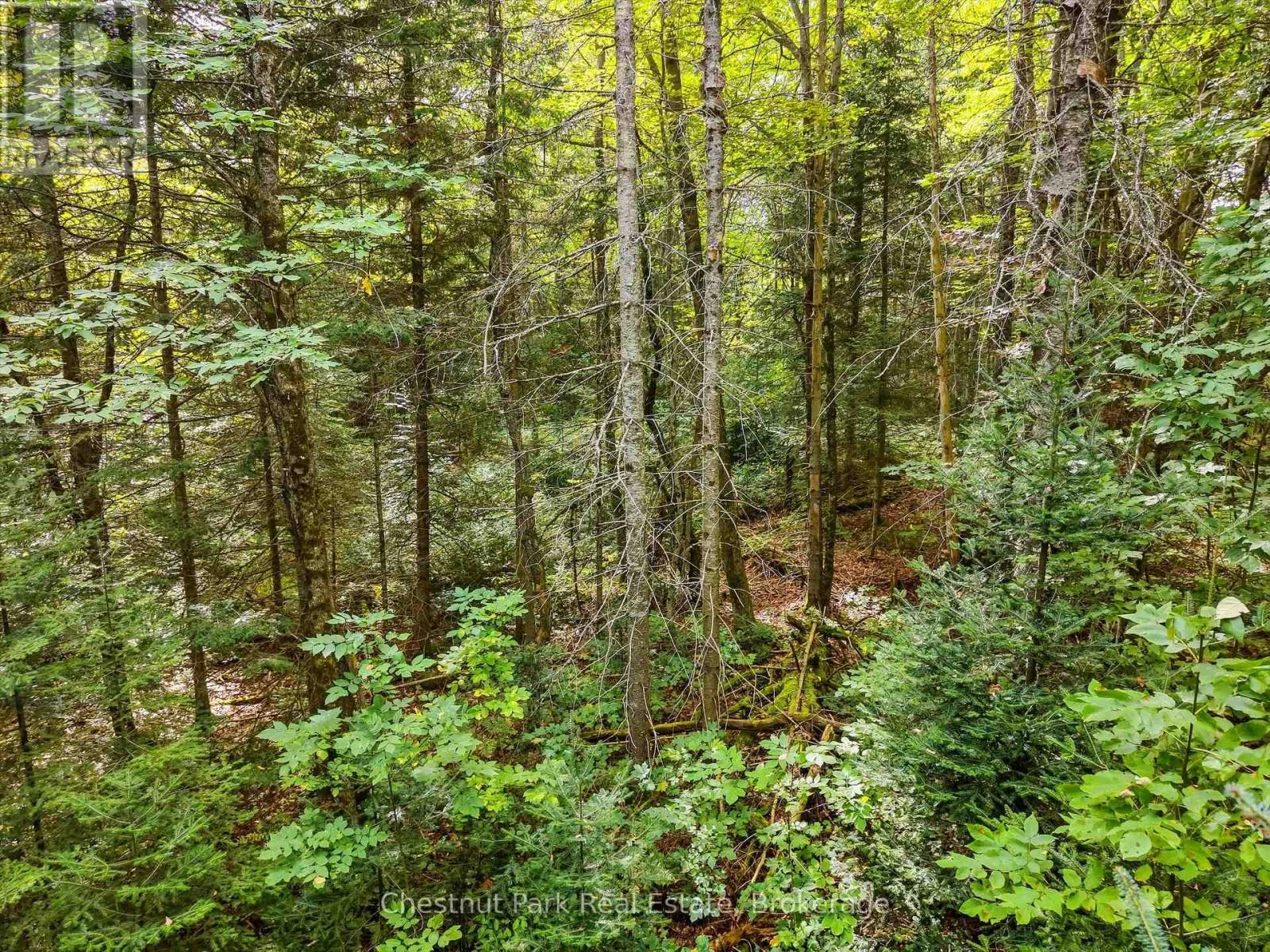 00 Paint Lake Road, Lake Of Bays, Ontario  P0B 1A0 - Photo 4 - X13803918
