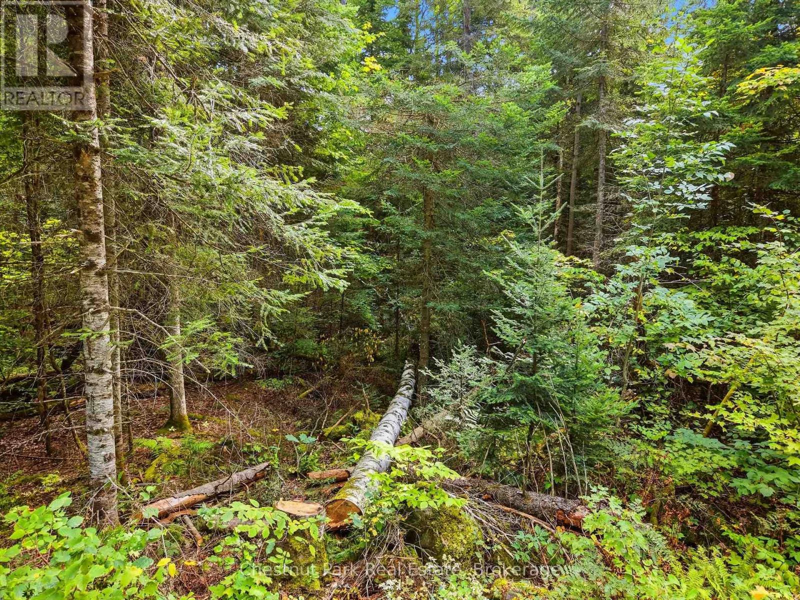 00 Paint Lake Road, Lake Of Bays, Ontario  P0B 1A0 - Photo 8 - X13803918