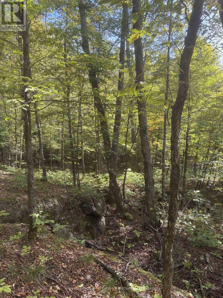 225 White Church Road, Faraday, Ontario  K0L 1P0 - Photo 23 - X13805402